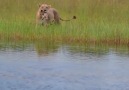 Lioness and cubs water crossing