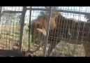 Lioness Shows Trust in Man with Her Newborn Cubs