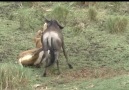 Lion kills a wildebeest Maasai Mara Kenya