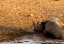 3 Lions Attack Black Rhino Thats Stuck in Mud