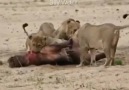 lions hunting hippo