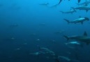 ListeList Hayvansever - Çekic başlı köpekbalığı sürüsü Facebook