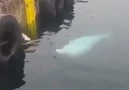 ListeList Hayvansever - Martının beyaz balinayla imtihanı Facebook