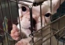 Listen to this bulldog puppy learning to bark!