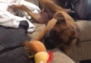Literally every action is 1000 times more adorable when performed by a Boxer.