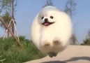 Little ball of fluff getting in the cardio