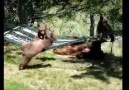 3 little bears and momma play on a hammock