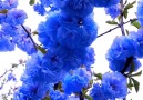 Little Beauty - Amazing blue cherry blossom! Facebook