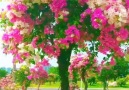 Little Beauty - Super amazing flower tree! Facebook