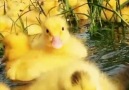 Little Beauty - Super cute little duck! Facebook