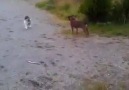 Little Cat Scares Pitbull.. LOL