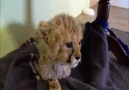 Little cheetah roar!