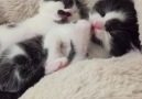 Little cow kitties