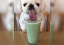 Little Dog Eating A Smoothie