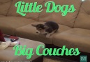 Little Dogs VS. Big Couches