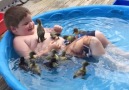 Little Duckings Play In Kiddie Pool With Excited Kid