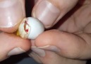 Little dude hatching Credit D&E Reptiles