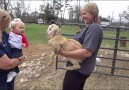 Little Girl Talks To Goats