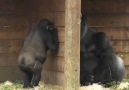 Little Gorilla Irritates His Dad