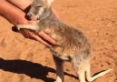 Little Kangaroo hug <3