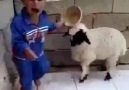Little kid vs. Little Lamb