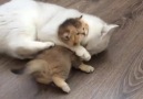 Little kitten takes his morning bath.