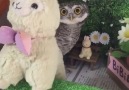 Little owl hiding behind an alpaca