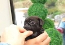 Little Pug Getting To Grips With Life