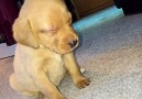Little Pup Can't Stay Awake