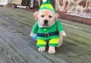 Little Pup's Ready For Christmas