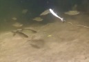 Live bait is always the best bait !!by All About Fishing