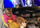 Living my best lifeby Angel Bengal