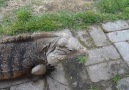 Lizard greet man like a dog
