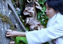 Liziqi Cooking - I planted shiitake mushrooms in the mountain Facebook