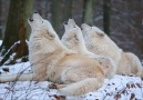 lobos