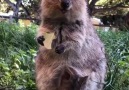 Lo Cuento - El quokka es un pequeo canguro del tamao de...