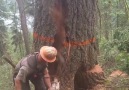 Logging is some dangerous work!