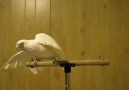 LOL! Frostie Dancing to Shake Your Tail Feather!