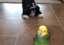 LOL Pets - Chatty Birds Facebook