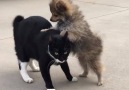 LOL Therapy - Cats VS Dogs Funny Dog and Cat Videos Facebook