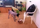 LOL! This little dog bullies this big dog out of all the food.