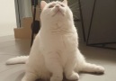 Look at how this cat sits.