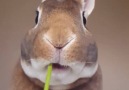 Look at this bunny snacking on a dandelion because its Easter!!