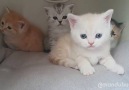 Look how adorable they are!