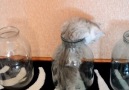 Look what kind of trouble this kitty got himself into Credit JukinVideo