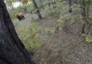 Lo que se siente cuando escapas de un oso en el bosque