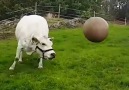 Lotta and her pilates ball Better with sound!