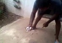 Lotton pigeon rolling video