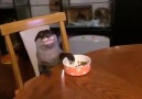 Loutre qui mange à table