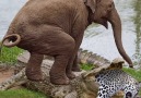 Love Animals - 10 Unbelievable Animals That Saved Other Animals Facebook